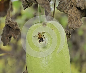 Cucurbit fruit fly Bactrocera cucurbitae, is one of the most important pests ofÃÂ cucurbits. photo